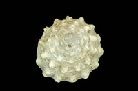 藏品(銀塔鐘螺)的圖片